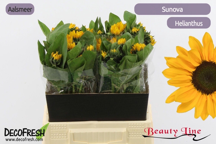 <h4>HELI SUNOVA</h4>