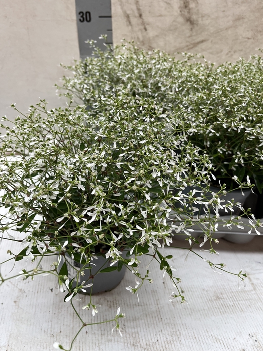 <h4>EUPH DIAMOND FROST</h4>