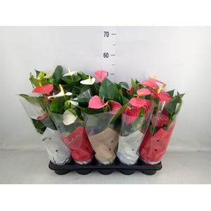 Anthurium   ...mix 4