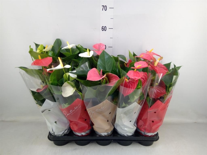 <h4>Anthurium   ...mix 4</h4>