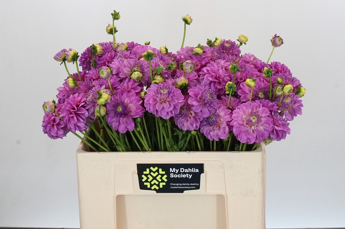 <h4>Dahlia Cheeky Girl</h4>