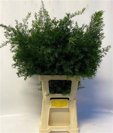 <h4>Asp Dens Cwebe</h4>