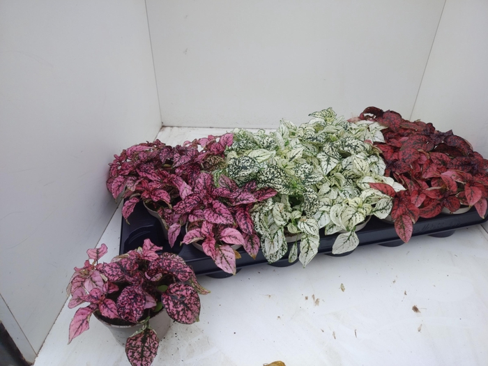 <h4>HYPOEST GEM</h4>