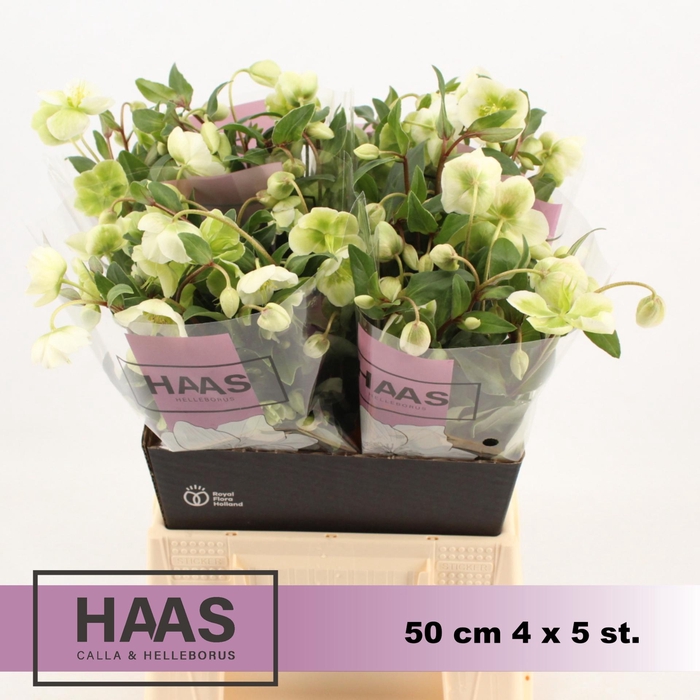 <h4>HELLEB MAGNIF BELLS 4 x 5 st.</h4>