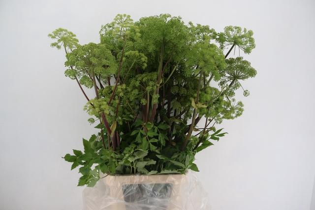 <h4>ANGELICA GIGAS 130CM</h4>
