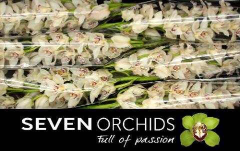 <h4>CYMB T CASCADE</h4>