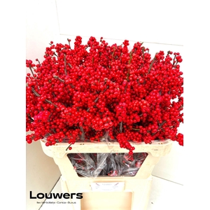 ILEX MAG SUPREME RED