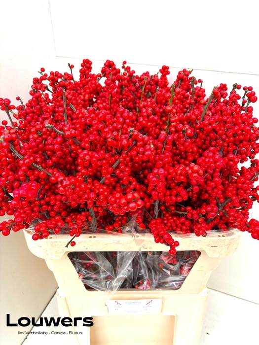 <h4>ILEX MAG SUPREME RED</h4>