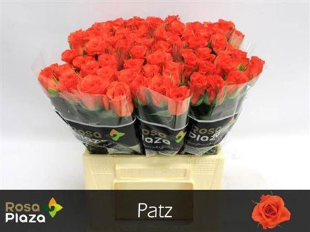 <h4>R Gr Patz</h4>