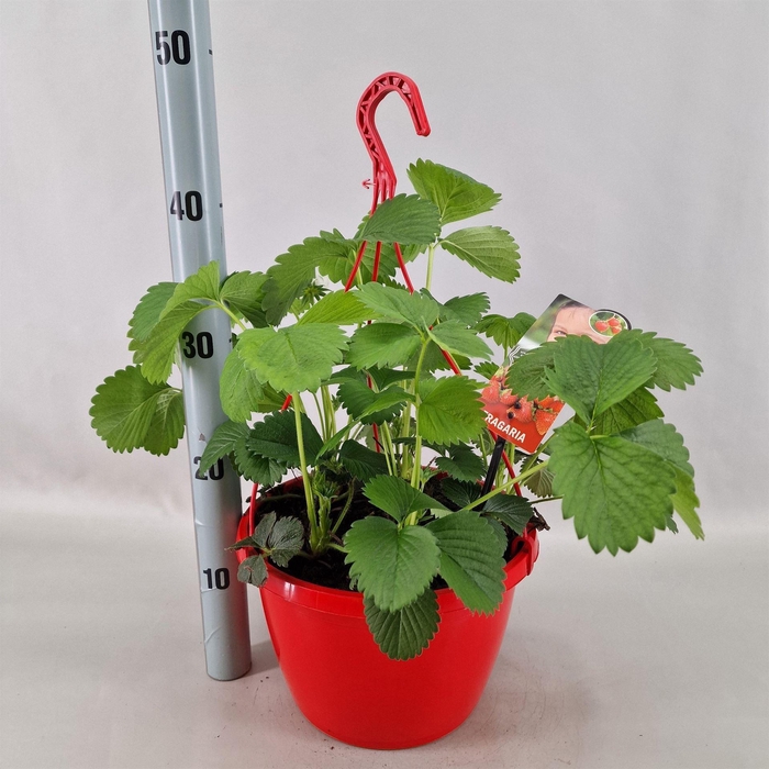 <h4>Fragaria ananassa 'Elsanta'</h4>