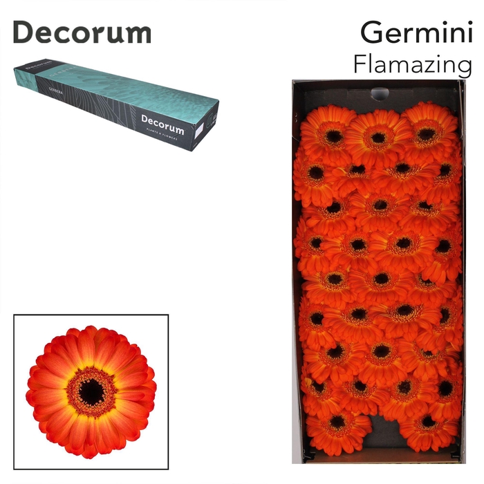 <h4>GE MI FLAMAZING Doos x60</h4>