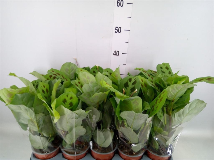 <h4>Maranta leuc. 'Kerchoveana'</h4>