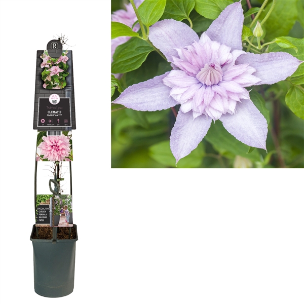 <h4>Clematis Multi Pink® PBR +3.0 label</h4>