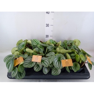 Peperomia argyreia