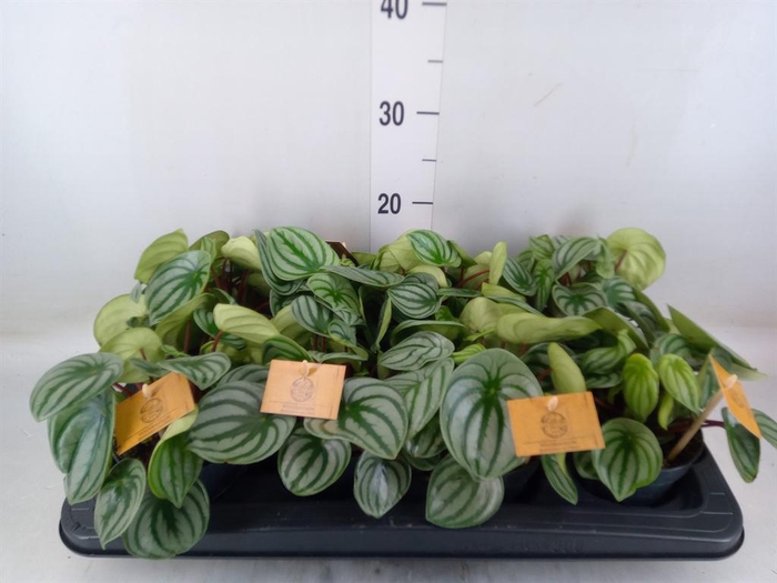 <h4>Peperomia argyreia</h4>