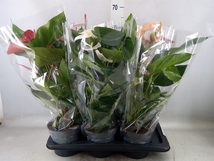<h4>Anthurium   ...mix</h4>