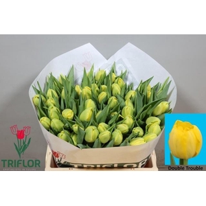 TU DU DOUBLE TROUBLE