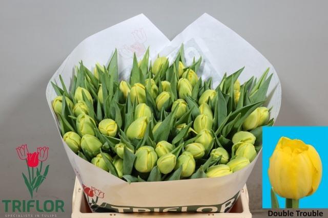 <h4>TU DU DOUBLE TROUBLE</h4>