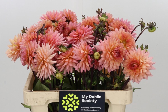 <h4>Dahlia Preference</h4>