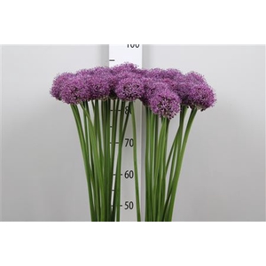 Allium Statos