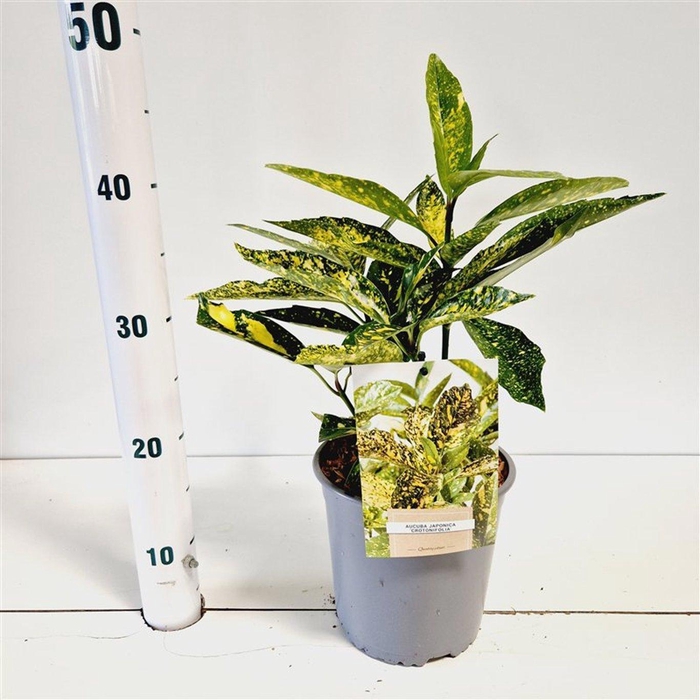 <h4>Aucuba japonica 'Crotonifolia'</h4>