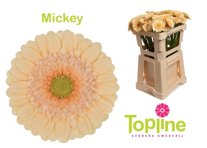 <h4>Germini Mickey</h4>