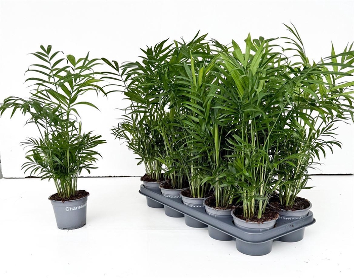 arr8 Chamaed Elegans