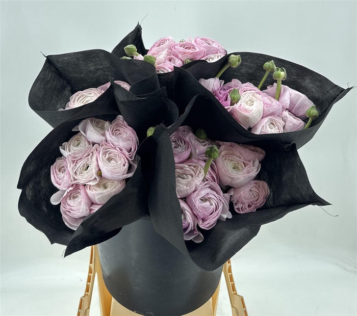 <h4>Ran Suc Nebbia Viola Sup</h4>