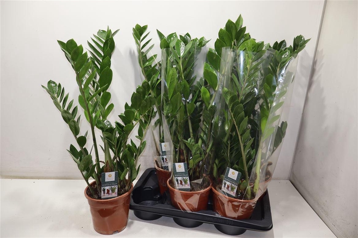 <h4>Zamio Zamiifolia</h4>