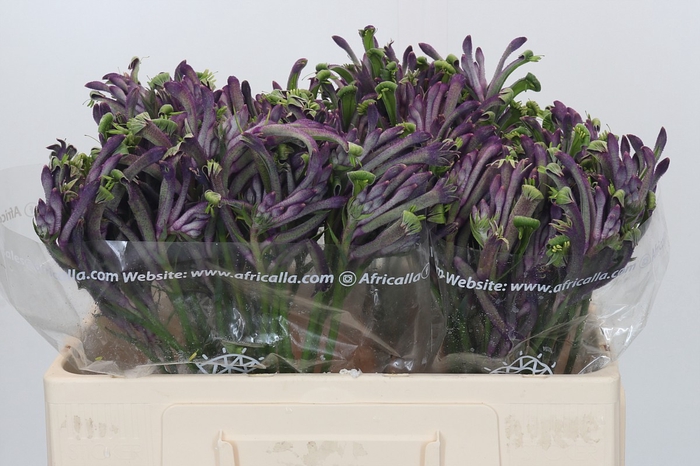 <h4>Anigozanthos Celebrations Carnivale</h4>