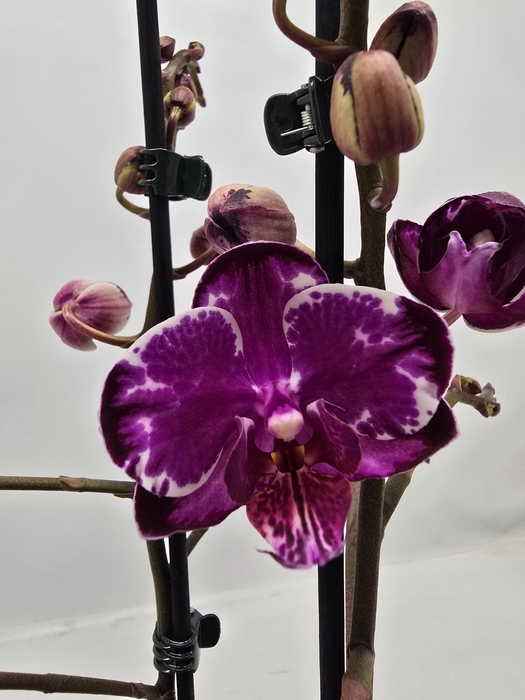 <h4>Limited 31 week 7</h4>