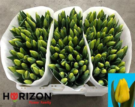 <h4>Tu En Yellow Flight</h4>