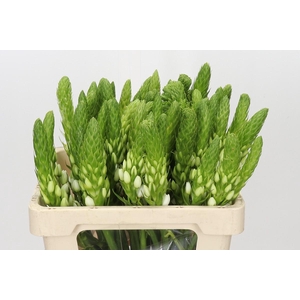 Ornithogalum thyrsoides White Star
