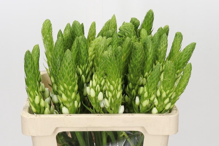 <h4>Ornithogalum thyrsoides White Star</h4>
