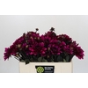 Dahlia Purple Flame