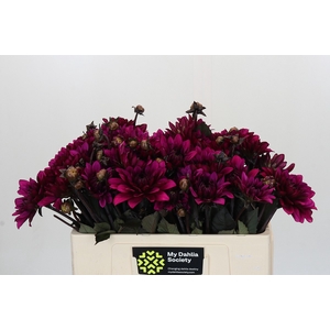 Dahlia Purple Flame
