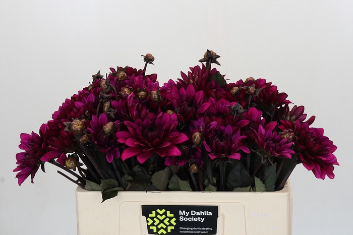 <h4>Dahlia Purple Flame</h4>