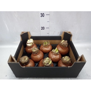 Hippeastrum   ...waxed H%