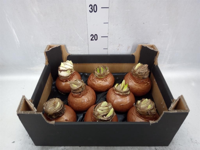 <h4>Hippeastrum   ...waxed H%</h4>