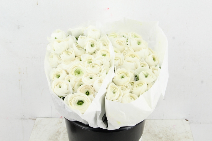 <h4>RAN SUCCES WHITE</h4>