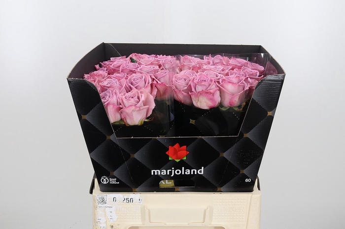 <h4>R Gr Nayeli!</h4>