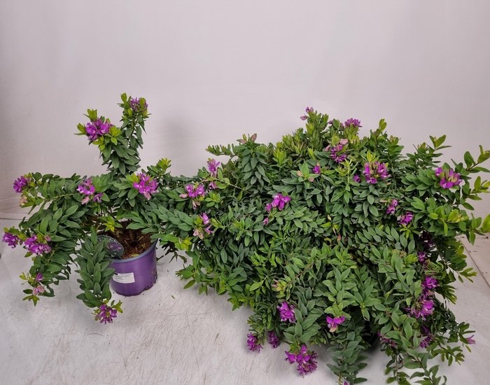 <h4>POLYGA MYRTIFOLIA</h4>