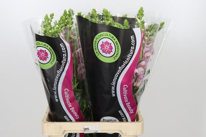 <h4>Antirrhinum Potomac Lavender</h4>