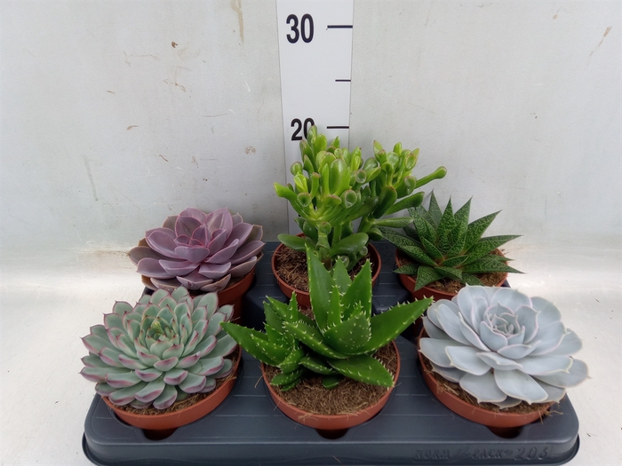 <h4>Succulents   ...mix 6</h4>