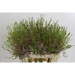 Allium schubertii
