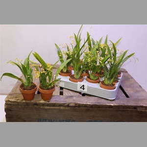Oncidium Ov