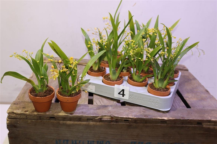 <h4>Oncidium Ov</h4>