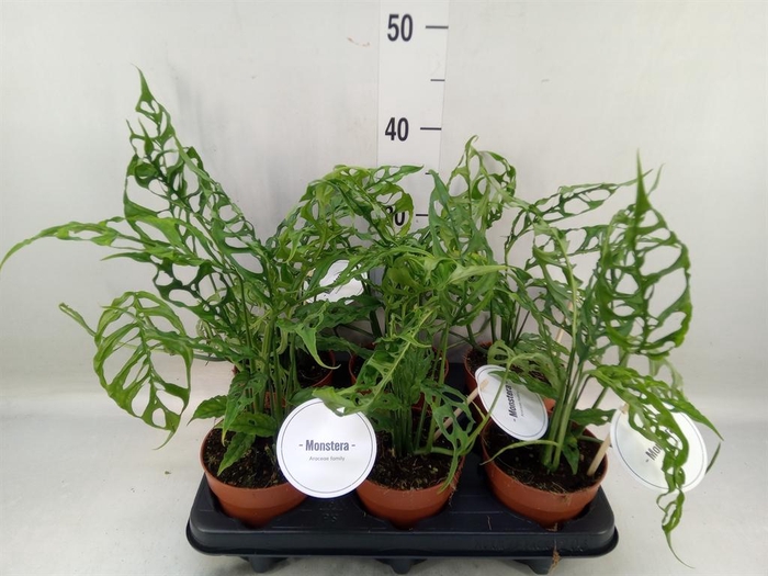 <h4>Monstera   ...</h4>