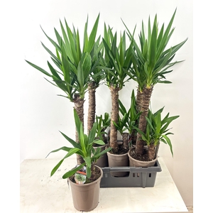 YUCCA