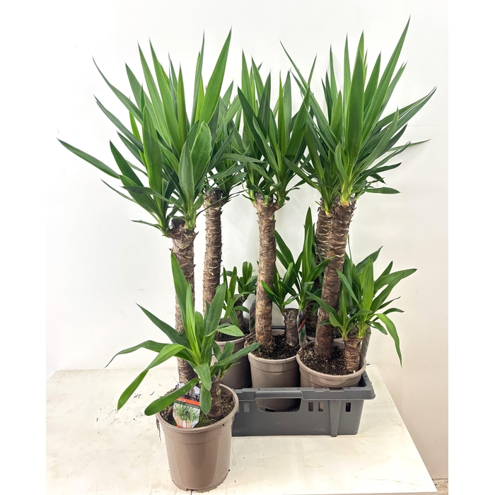<h4>YUCCA</h4>